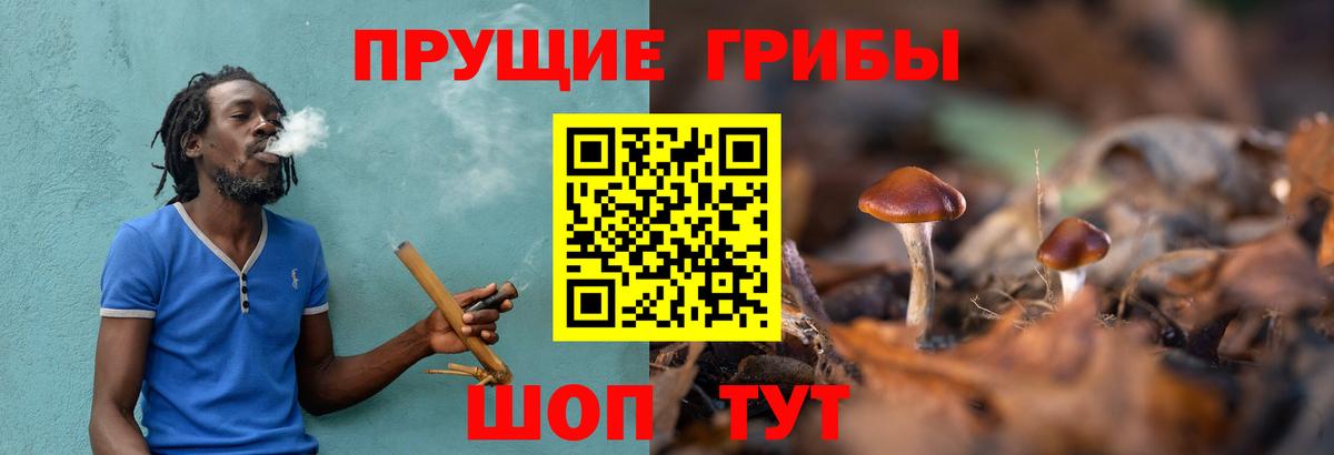 Галлюциногенные грибы Cubensis Междуреченск